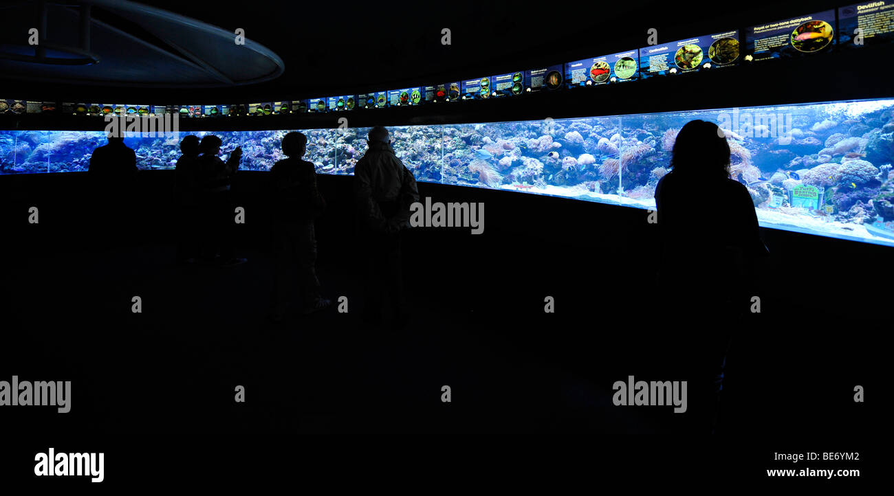 Les visiteurs, grand écran aquarium, l'Aquarium de Sydney, Sydney, New South Wales, Australia Banque D'Images