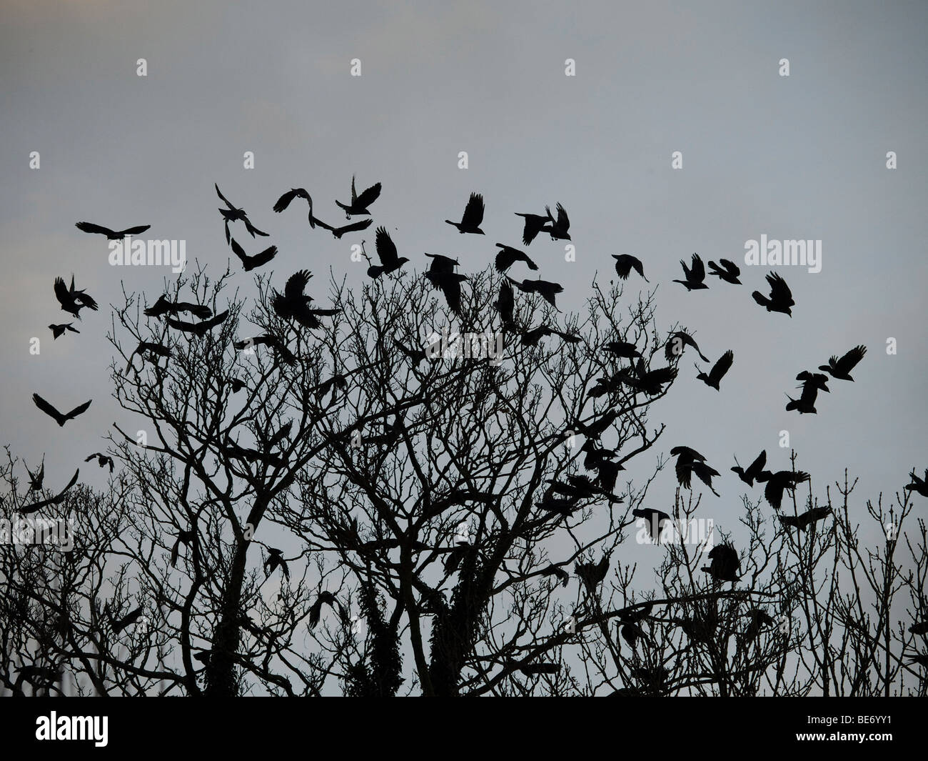 Rooks voler dans de roost Banque D'Images