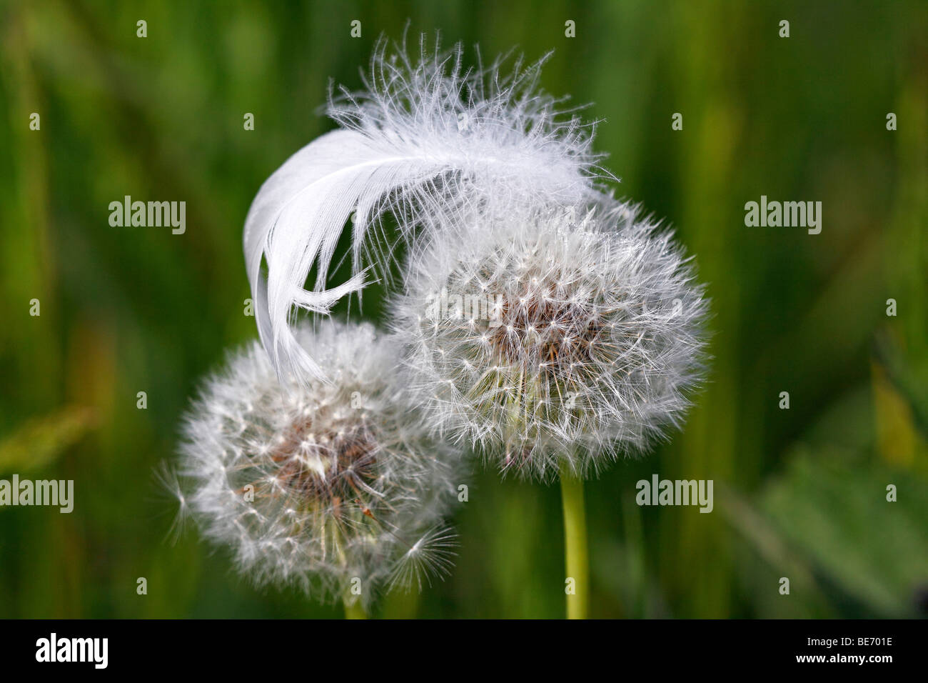 White feather cygne muet sur les horloges, blowballs Pissenlit (Taraxacum officinale) Banque D'Images