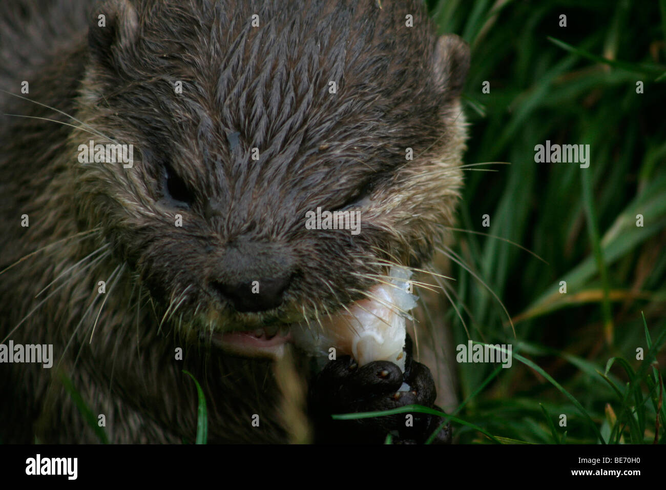 Petite loutre asiatique griffes de manger du poisson, Close up Banque D'Images