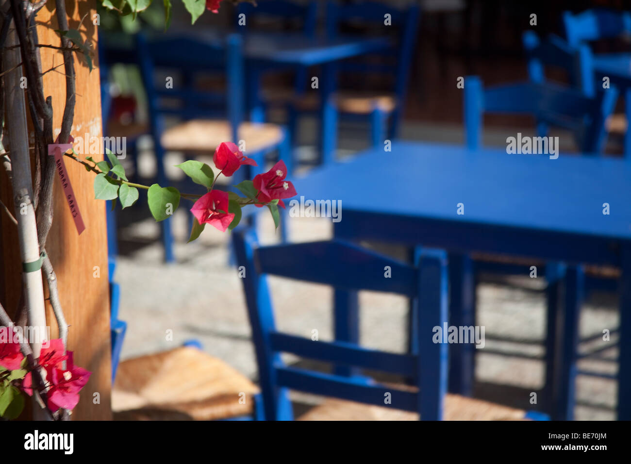 Fleur rouge dans la taverne grecque avec des chaises bleues Banque D'Images