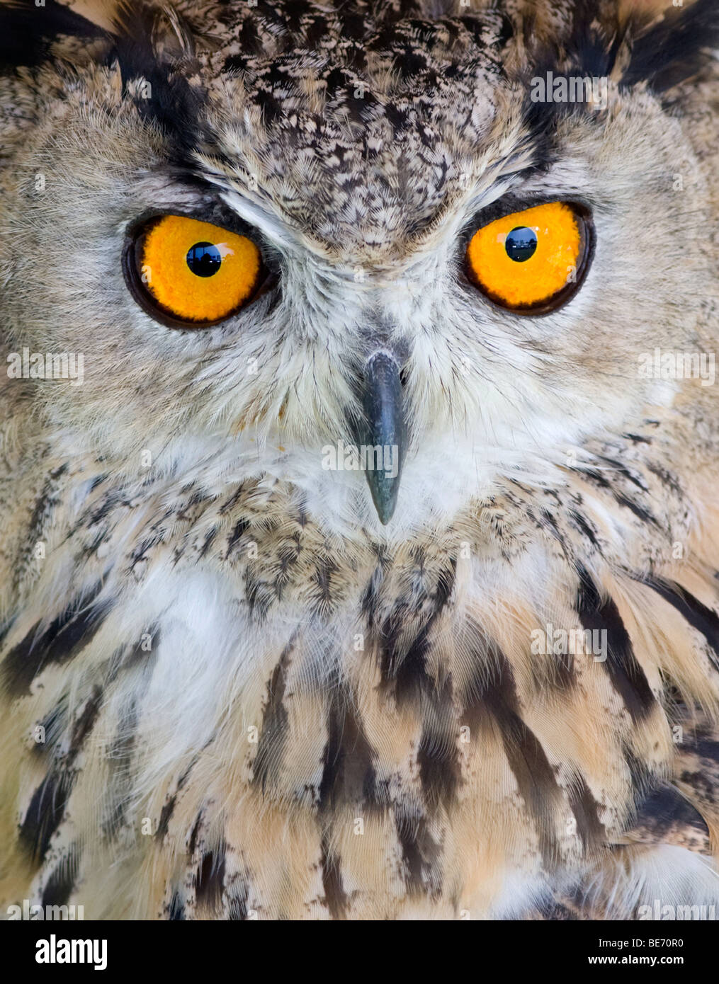 Eagle Owl Portrait Banque D'Images