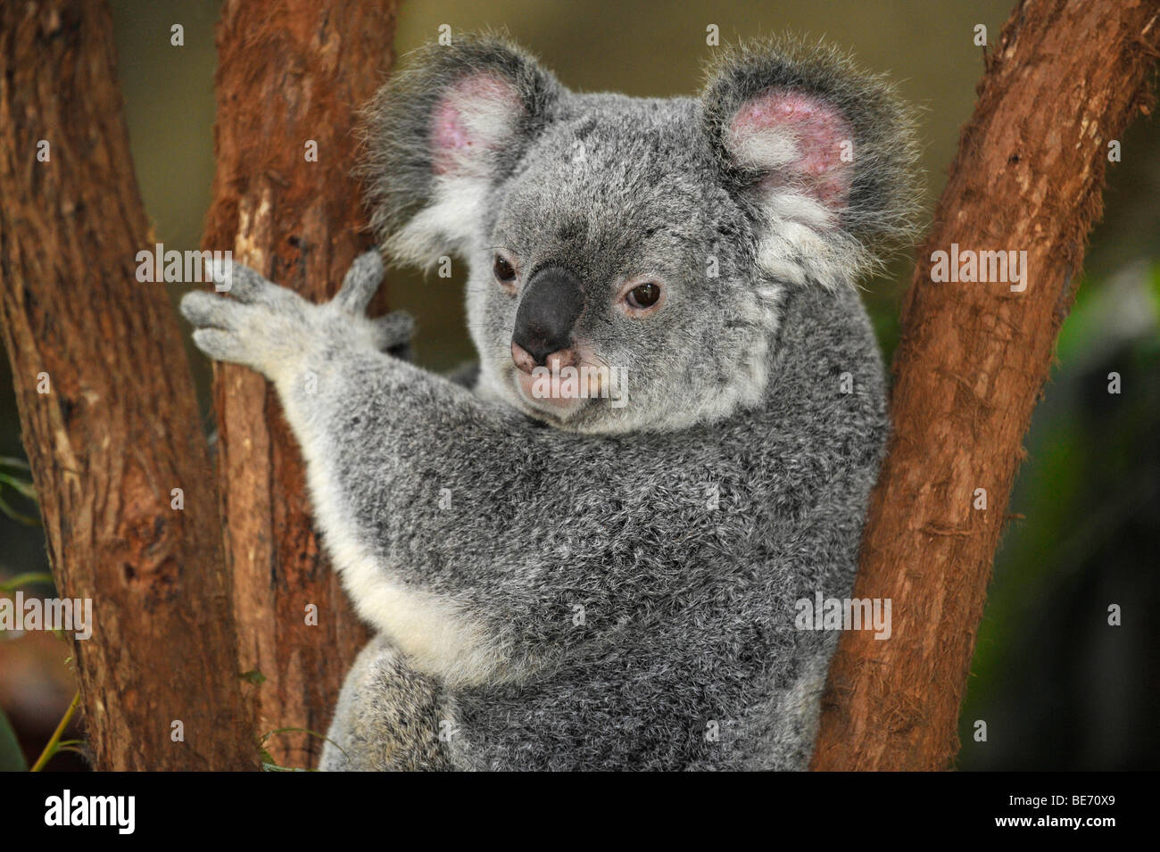 Koala (Phascolarctos cinereus) dans l'arbre d'eucalyptus (Eucalyptus), Queensland, Australie Banque D'Images