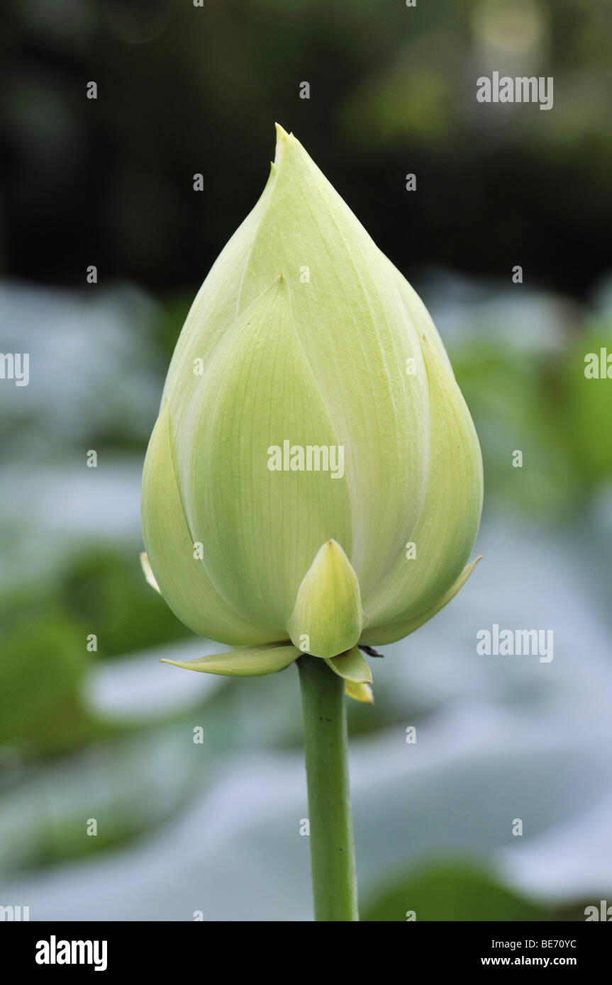 Fleur de Lotus (Nelumbo nucifera), bud Banque D'Images