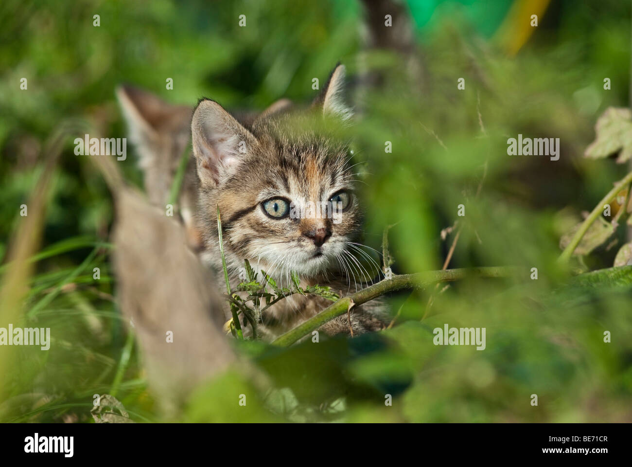 Chat domestique, chaton se cachant dans les buissons Banque D'Images