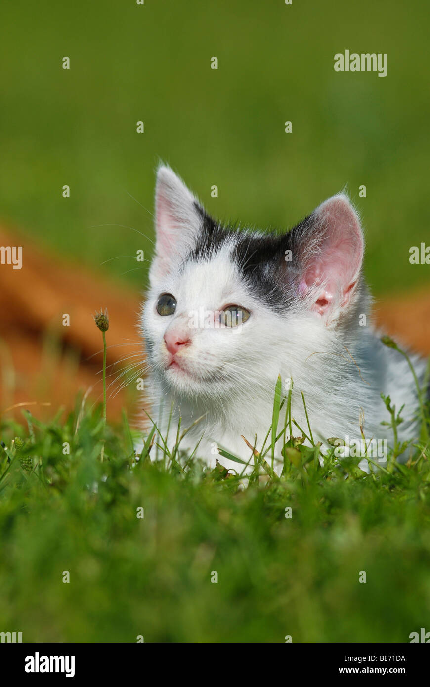 Chat domestique, chaton allongé dans l'herbe Banque D'Images