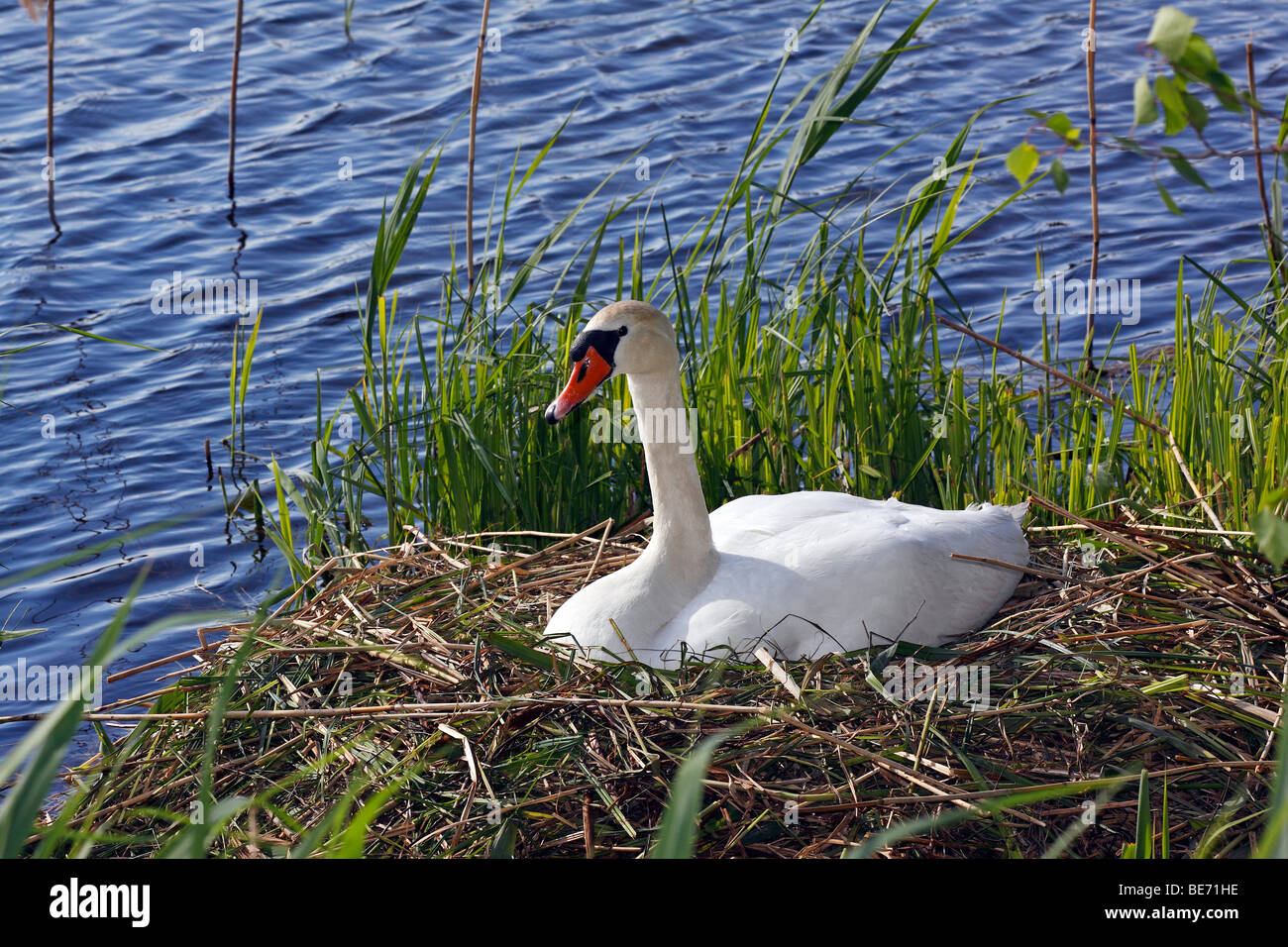 Mute Swan (Cygnus olor), de nidification et d'élevage, Lakeside Banque D'Images