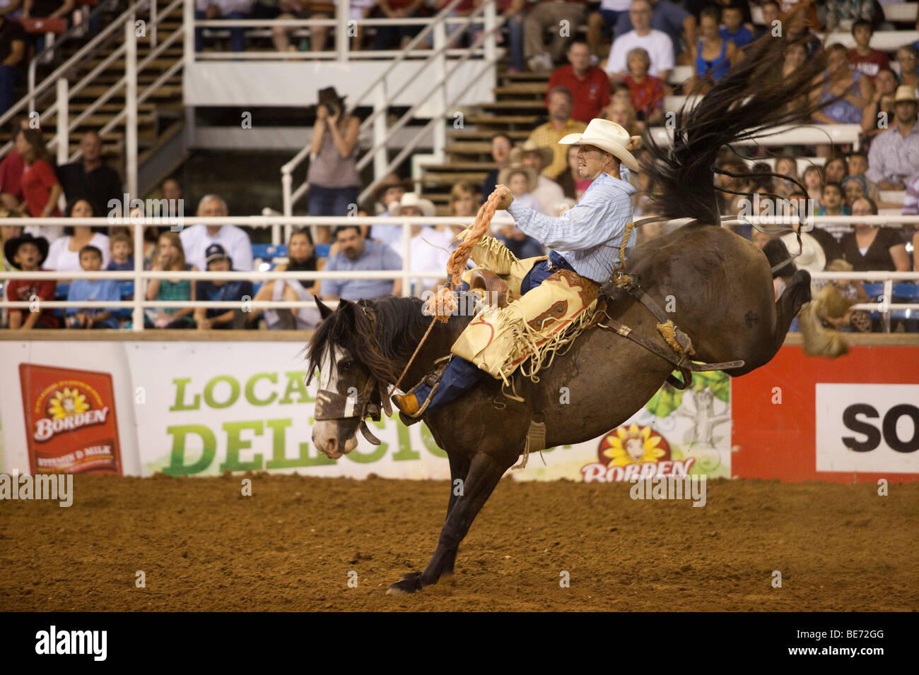 Rodeo Cowboy saddle bronc riding au Mesquite Championship Rodeo, Mesquite, Texas, États-Unis Banque D'Images
