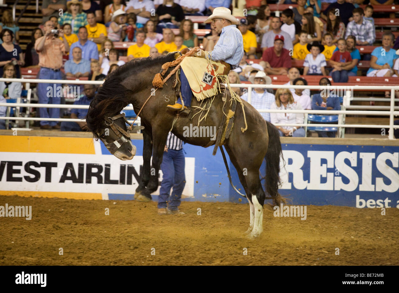 Rodeo Cowboy saddle bronc riding au Mesquite Championship Rodeo, Mesquite, Texas, États-Unis Banque D'Images