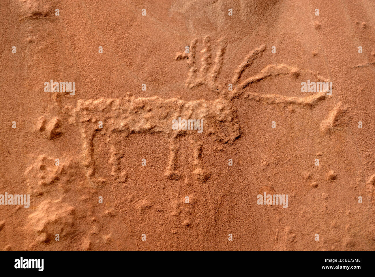 Deer, gravure historique, des pétroglyphes des indiens Anasazi, sur un grès rouge, environ 900 ans, Cold Springs grotte près de Banque D'Images