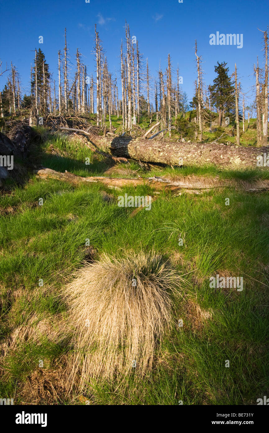 Les carex de l'herbe avec des débris ligneux grossiers, Parc National de la forêt bavaroise, Bavaria, Germany, Europe Banque D'Images