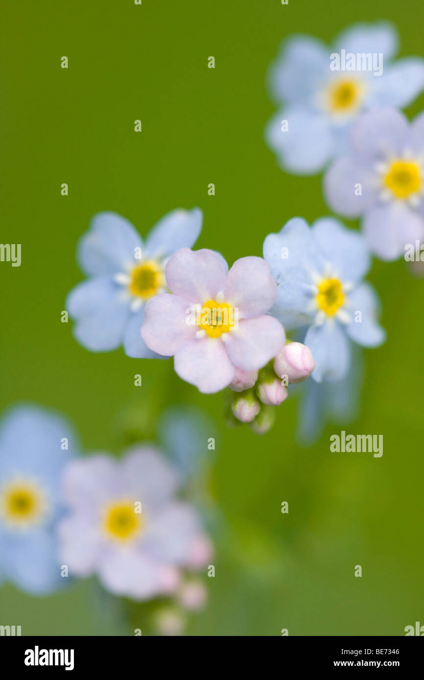 Bois forget-me-not (Myosotis sylvatica) Banque D'Images