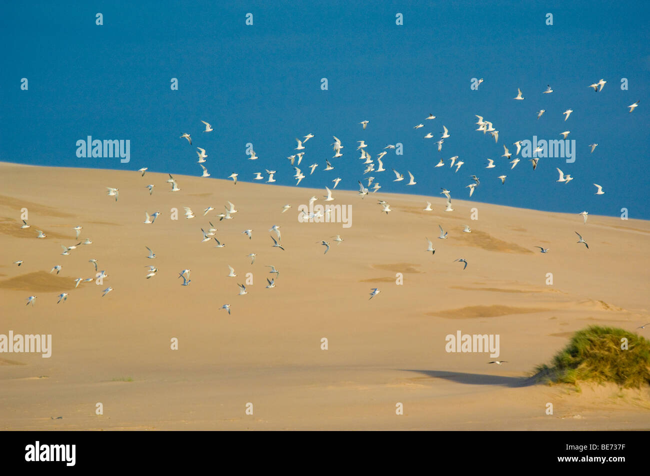 Troupeau de sternes, Sterna sandvicensis Sandwich, volant à l'Ythan estuaire, par les dunes de sable les sables du Forvie Banque D'Images