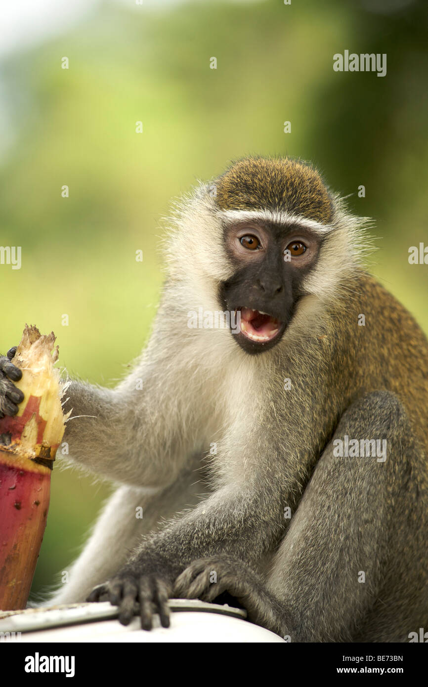 Un singe (Chlorocebus pygerythrus) manger de la canne à sucre en Ouganda. Banque D'Images
