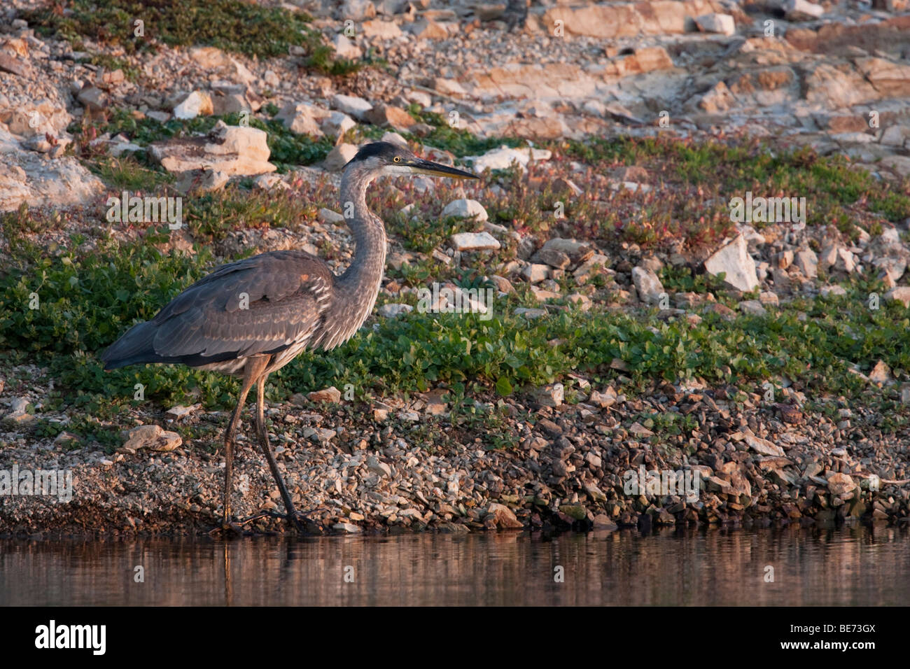 Grand Héron (Ardea herodias) dans la région de Abbotts lagoon, Point Reyes National Seashore, California, USA Banque D'Images