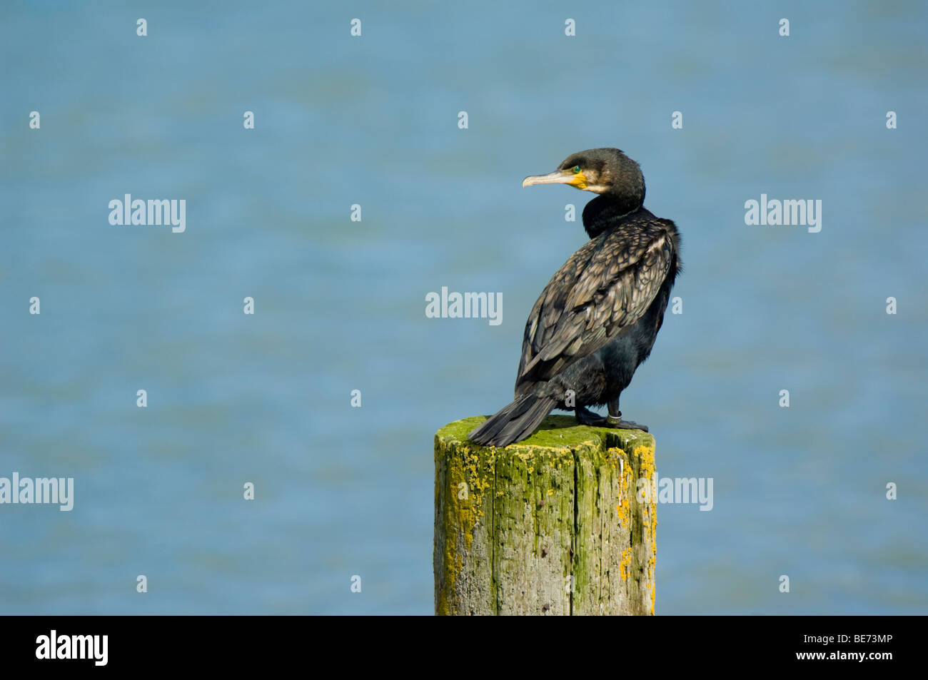 Cormorant, Phalacrocorax carbo, perchée sur un poste en bois au-dessus de l'eau Banque D'Images