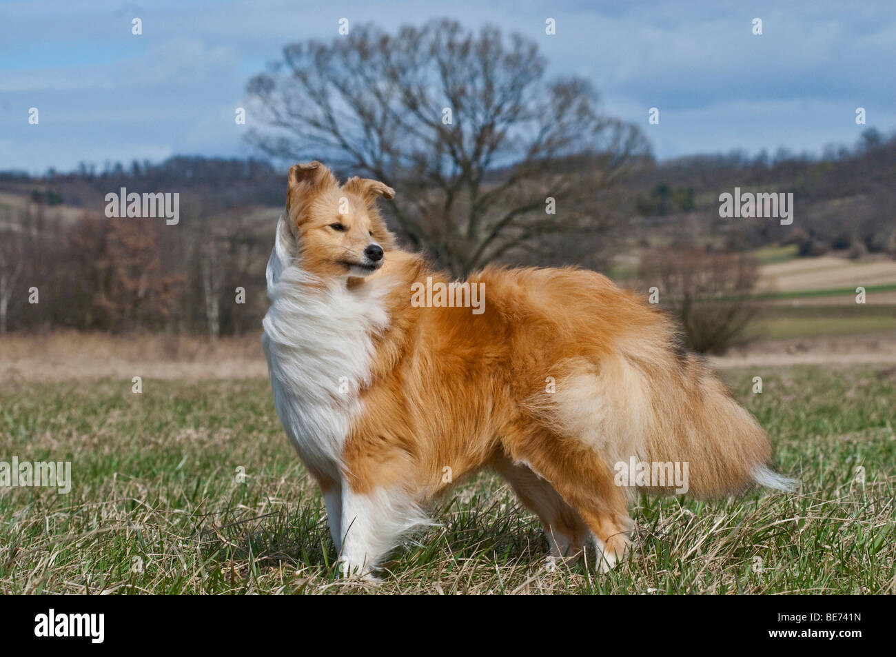 Shetland Sheepdog, Comité permanent Banque D'Images