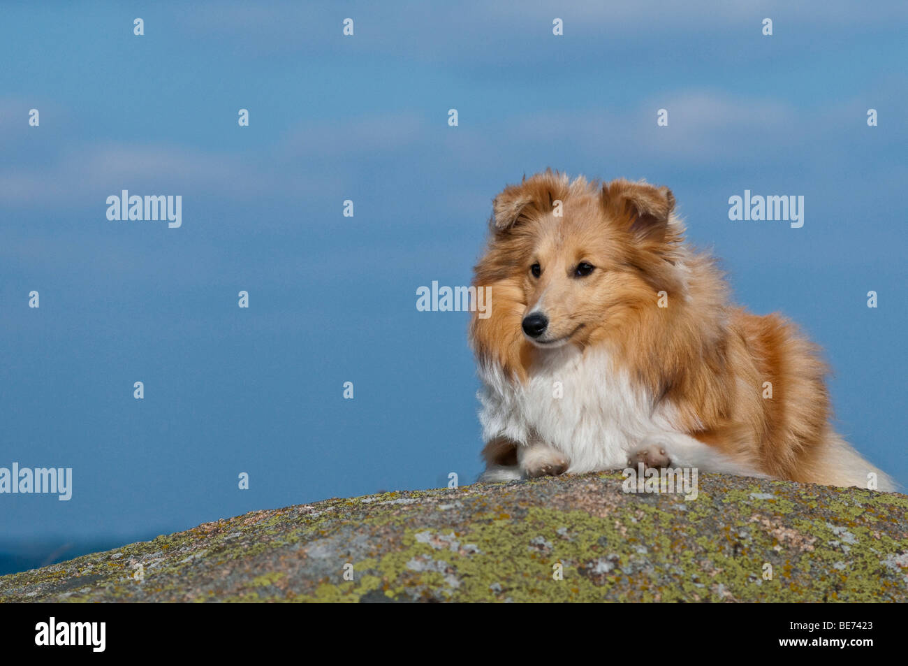 Shetland Sheepdog couché sur un rocher Banque D'Images