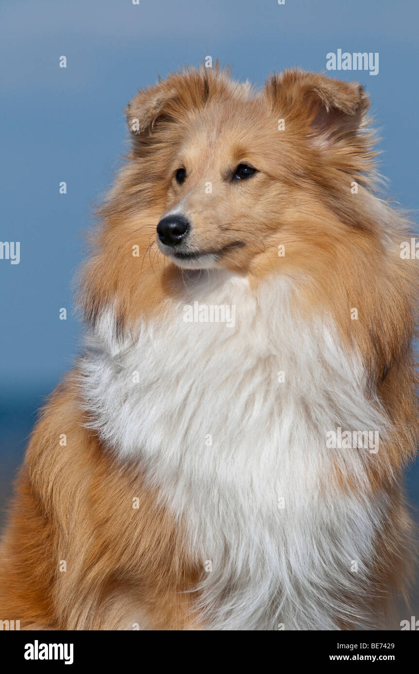 Shetland Sheepdog, portrait Banque D'Images