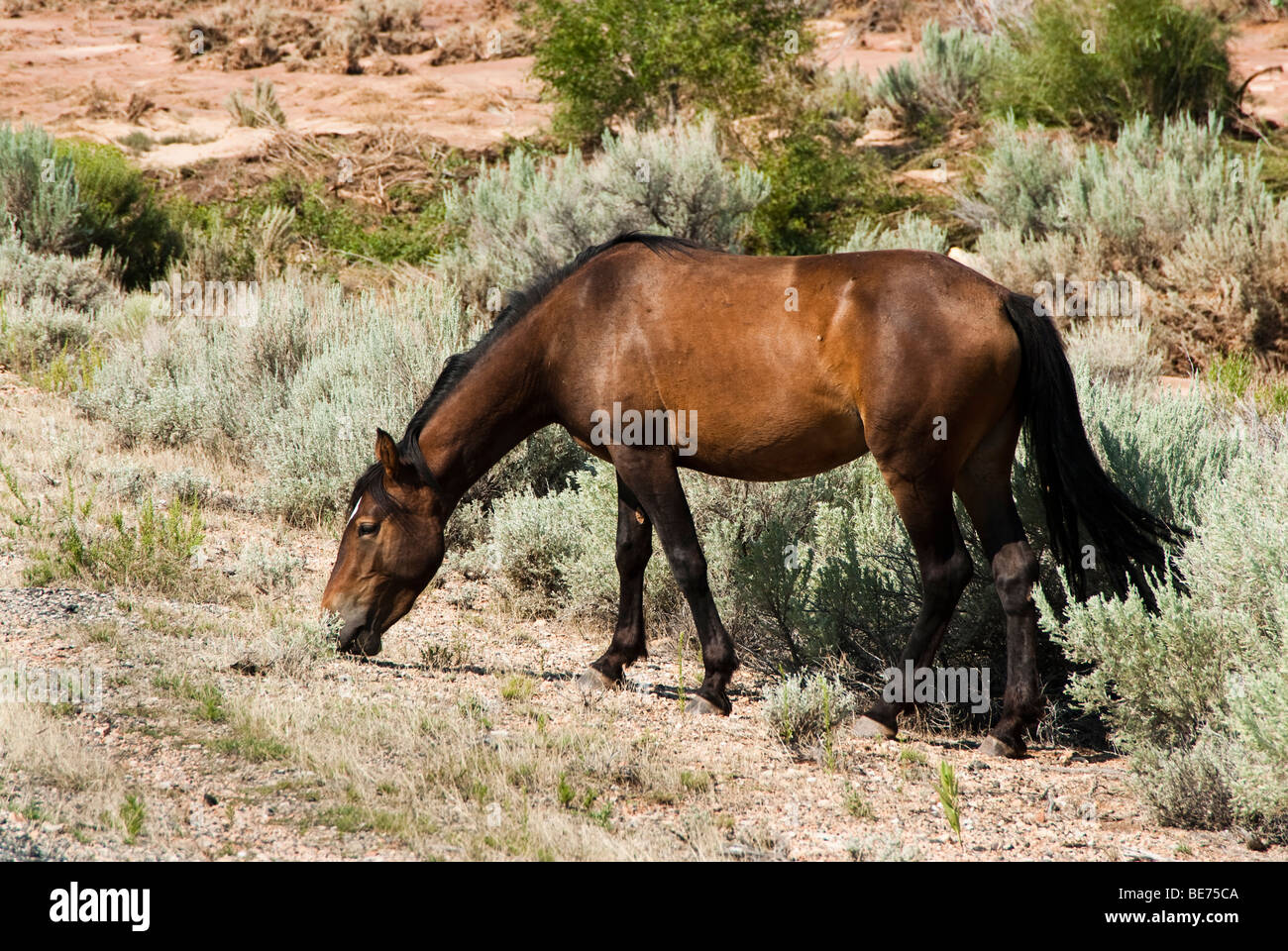 Roaming gratuit mustang dans le Pryor Mountain gamme cheval sauvage dans le Wyoming Banque D'Images