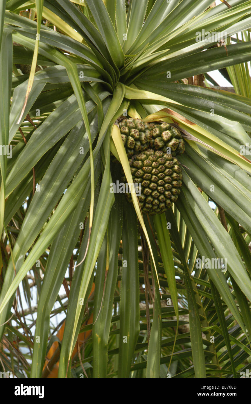 Hala tree fruit montrant Banque D'Images