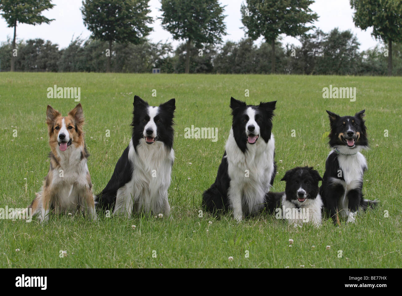 Adultes et 4 Border Collie puppy, 16 semaines, les uns à côté des autres sur une pelouse Banque D'Images