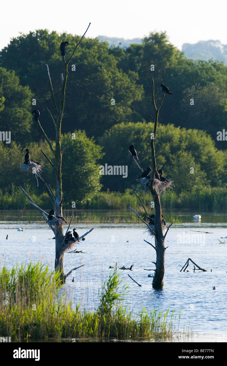 Les cormorans qui nichent dans le soleil du soir à Shapwick, Somerset, Angleterre. Banque D'Images