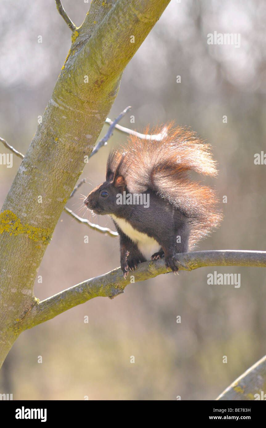 L'écureuil roux (Sciurus vulgaris) dans le jardin sur un noyer Banque D'Images