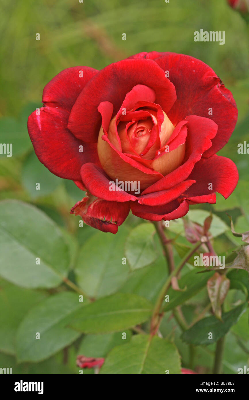 Shrub Rose (Rosa) Banque D'Images