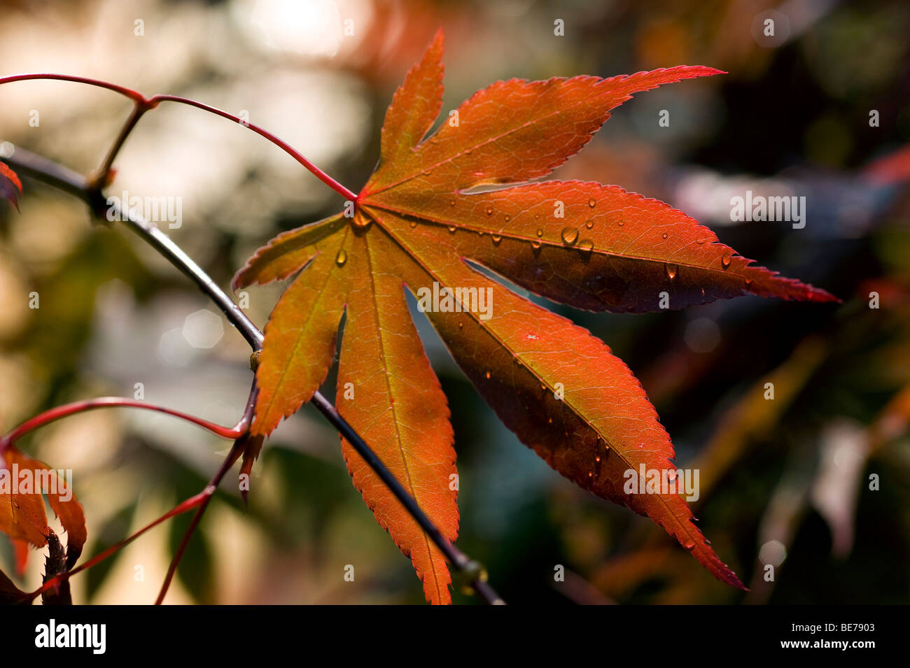 L'érable japonais (Acer japonicum) Banque D'Images