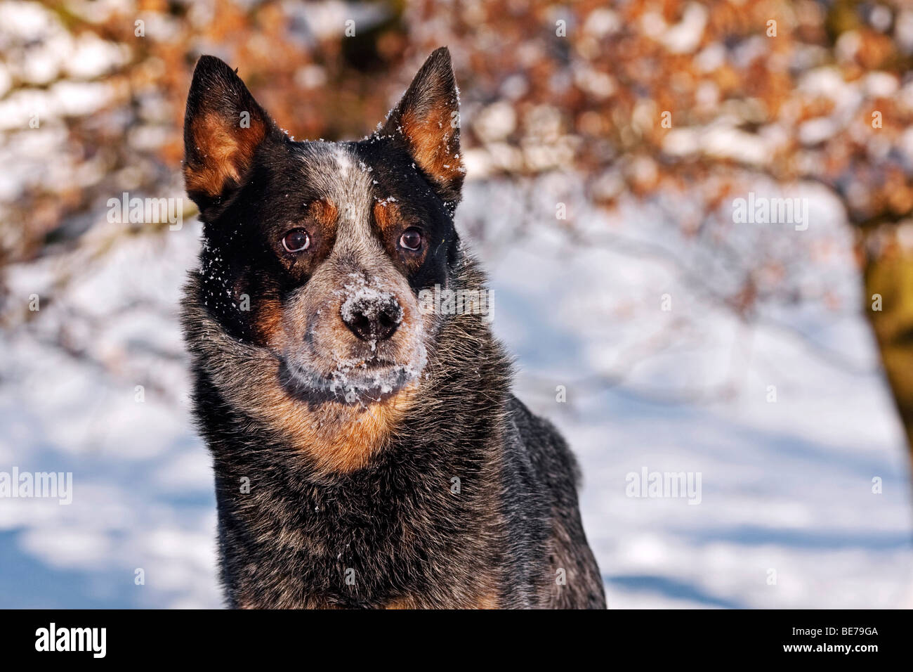 Portrait d'un chien dans la neige bovins australiens Banque D'Images