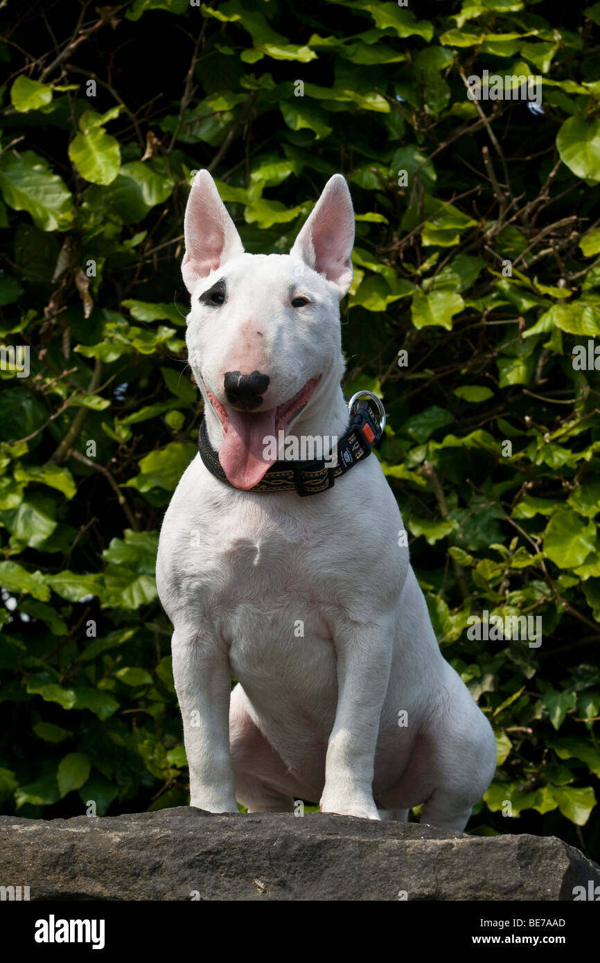 Bull Terrier miniature, âgé de 5 mois, assis sur un mur Banque D'Images