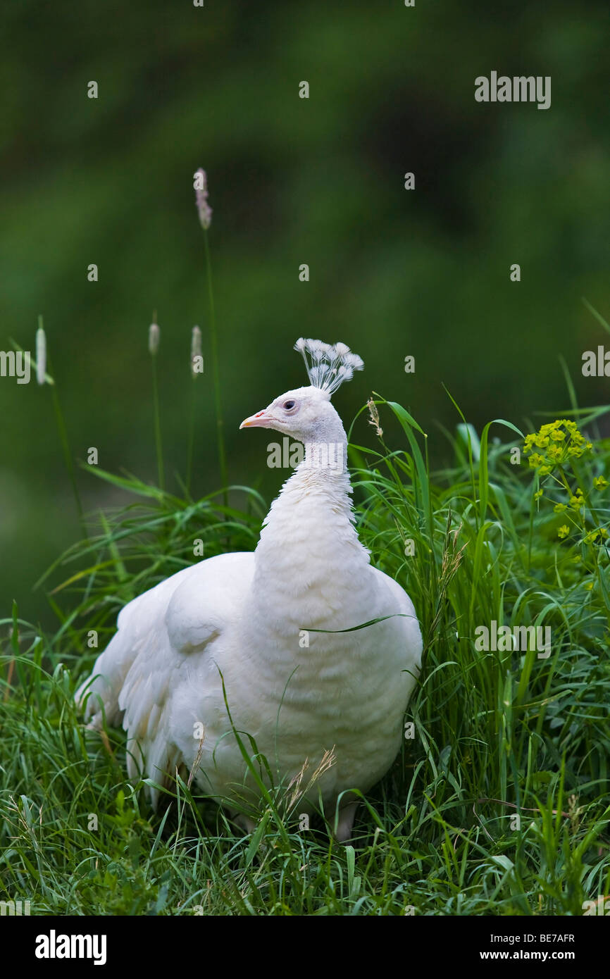 Pavo cristatus (paons blancs mut. Albacares), hen Banque D'Images