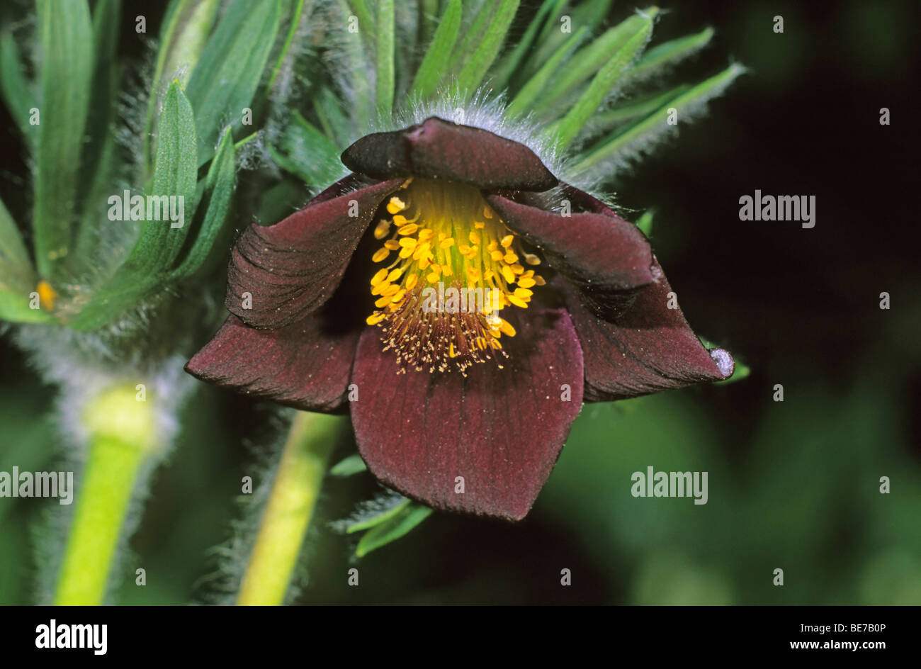 Petite anémone pulsatille (Pulsatilla pratensis), seule fleur Banque D'Images