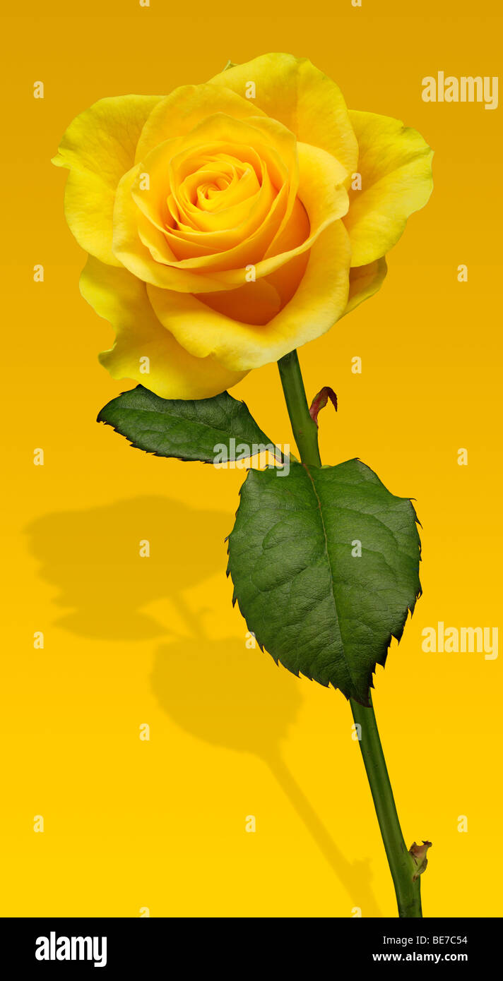 Rose jaune sur fond jaune et l'ombre Banque D'Images