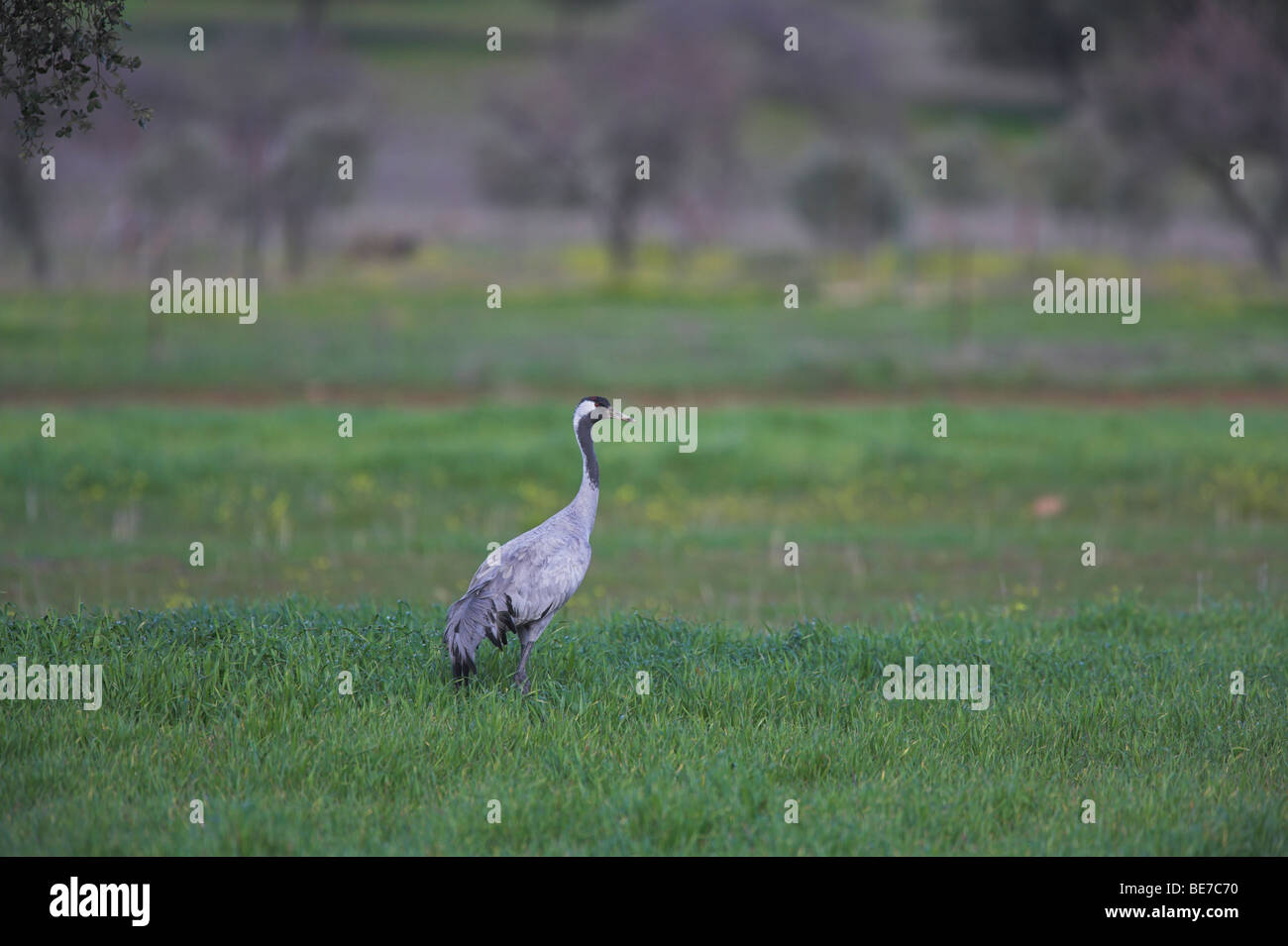 Grue cendrée Grus grus à se nourrir dans les prairies à Dehesa Barrado, Espagne en février. Banque D'Images