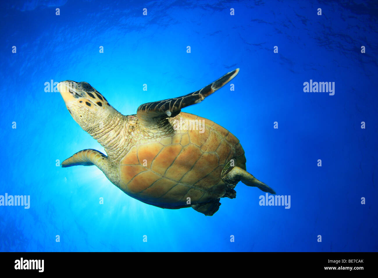 Tortue imbriquée dans l'eau bleue Banque D'Images