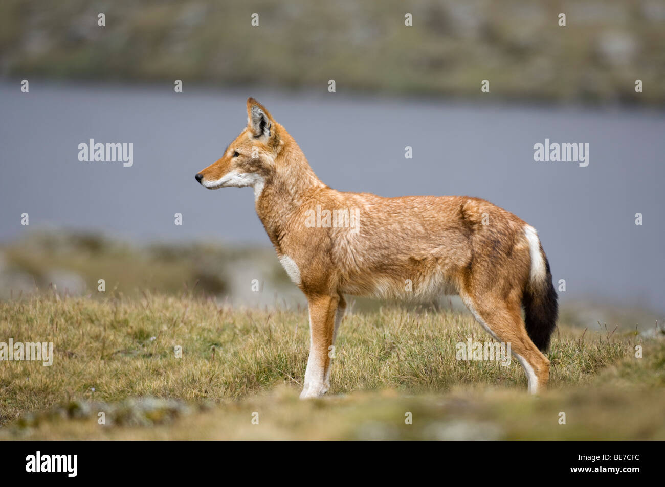 Loup éthiopien (Canis simensis), Plateau de Sanetti, Bale Mountains National Park, Ethiopie Banque D'Images