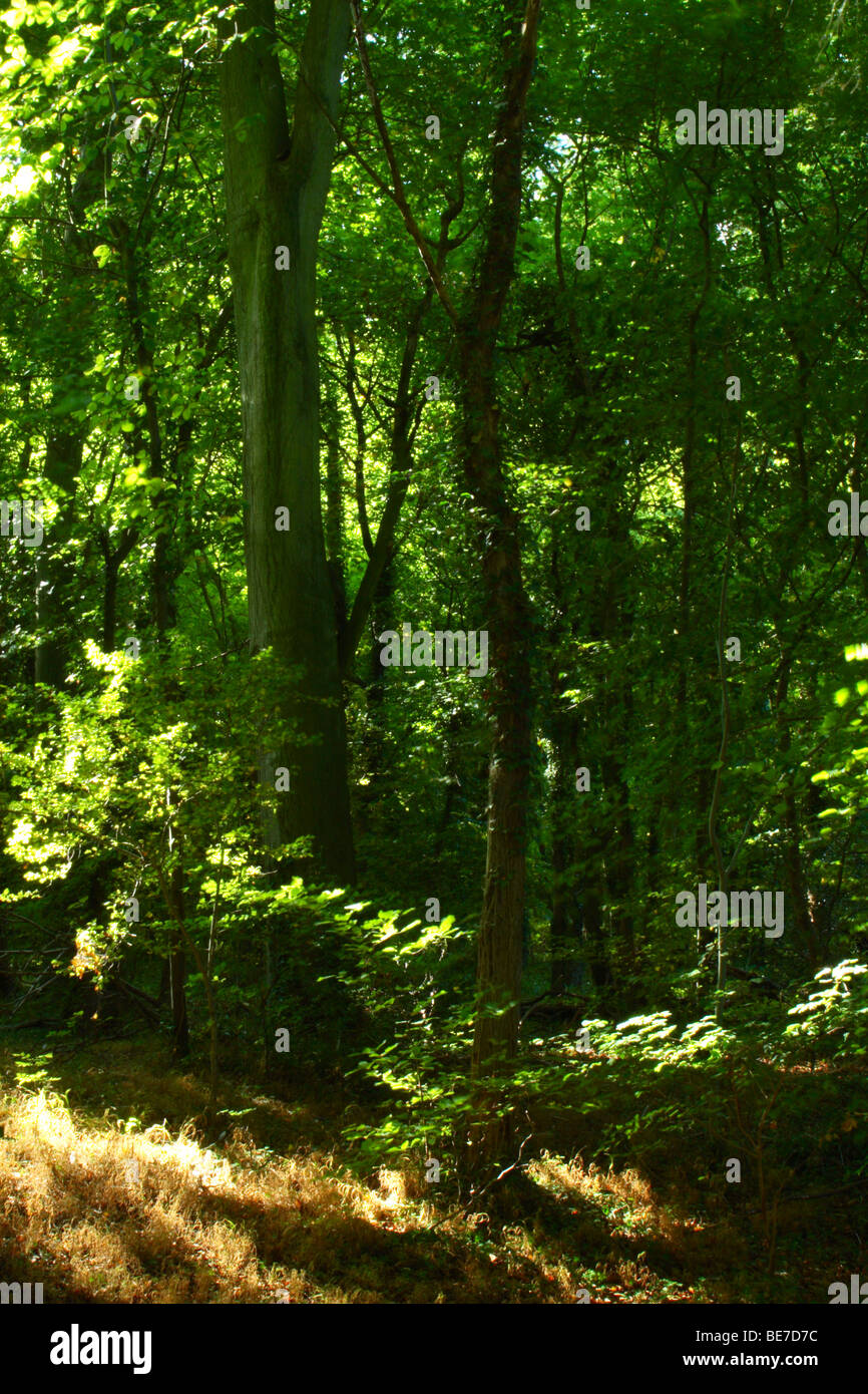 La lumière du soleil pommelé filtrant à travers les arbres en bois Tinkers, High Wycombe, Buckinghamshire, Royaume-Uni Banque D'Images