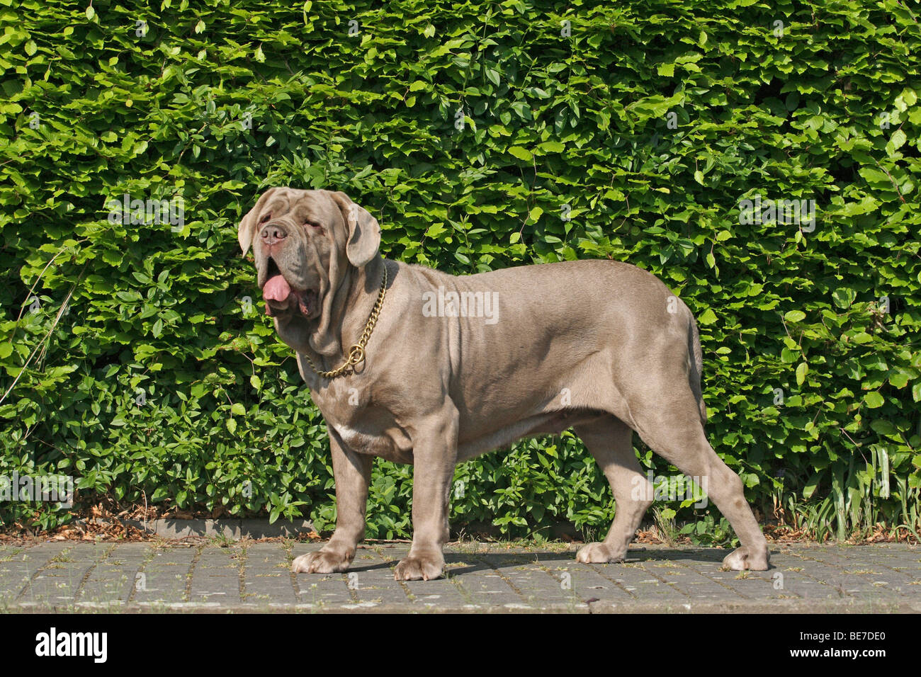 Mastino Napoletano, Mastiff Italien, side view Banque D'Images