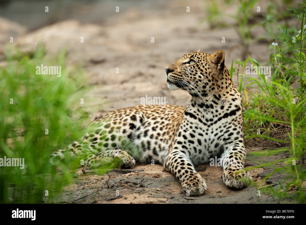 Leopard (Panthera pardus), Sabi Sands, parc national Kruger, Afrique du Sud Banque D'Images