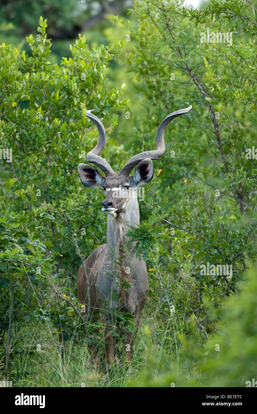 Grand koudou (Tragelaphus strepsiceros), Réserve de Chasse MalaMala, Parc National Kruger, Afrique du Sud Banque D'Images