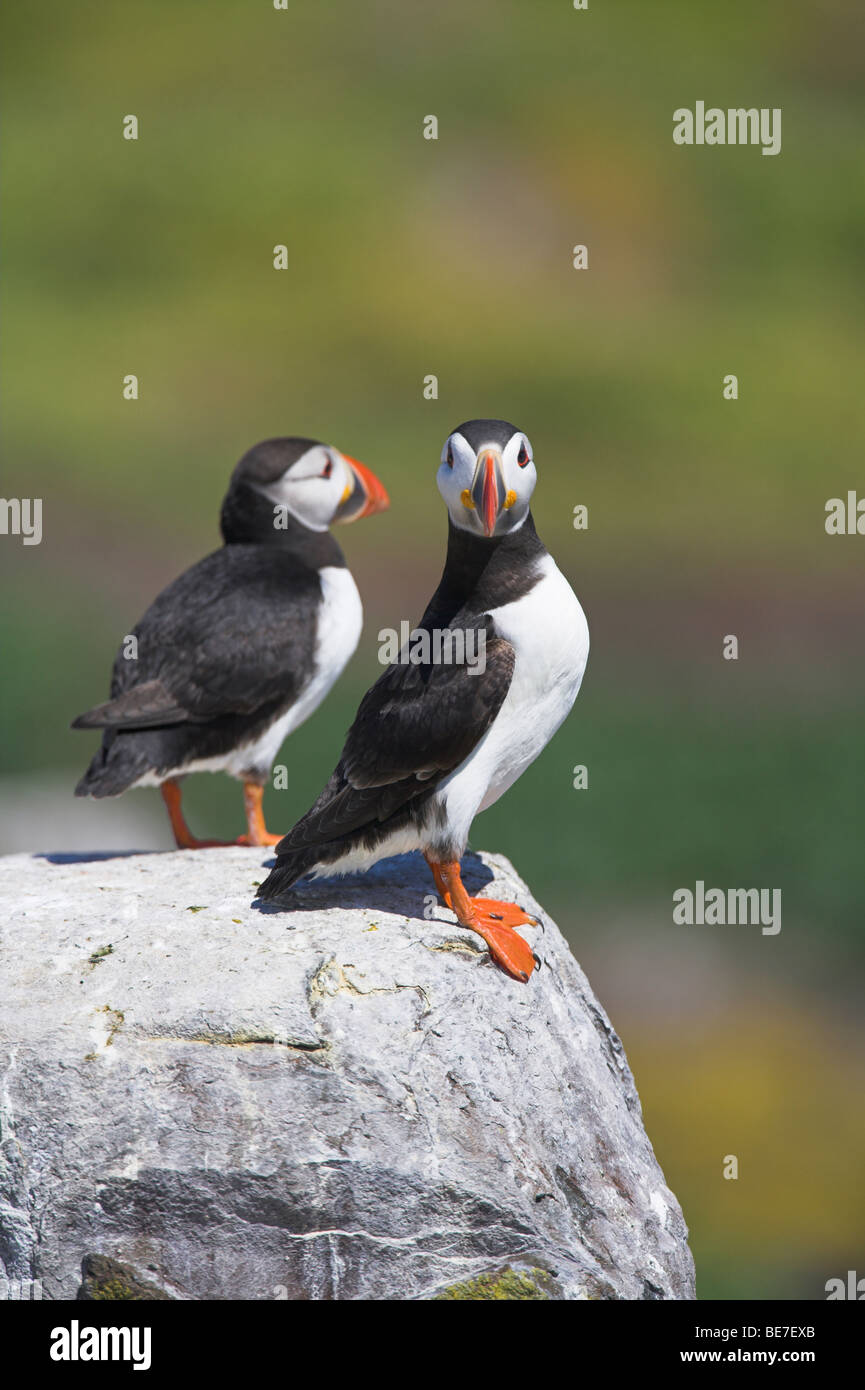 Le Macareux moine (Fratercula arctica) perché sur une falaise dans le Northumberland, au Royaume-Uni en juin. Banque D'Images