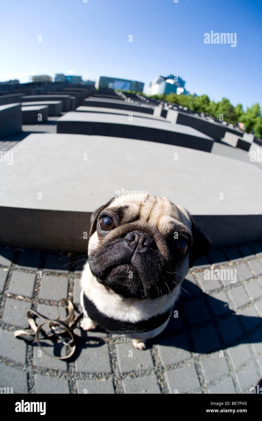 Un jeune pug en face de l'Holocaust Memorial, le Mémorial aux Juifs assassinés d'Europe, tourné fisheye, Berlin, Allemagne, Eur Banque D'Images