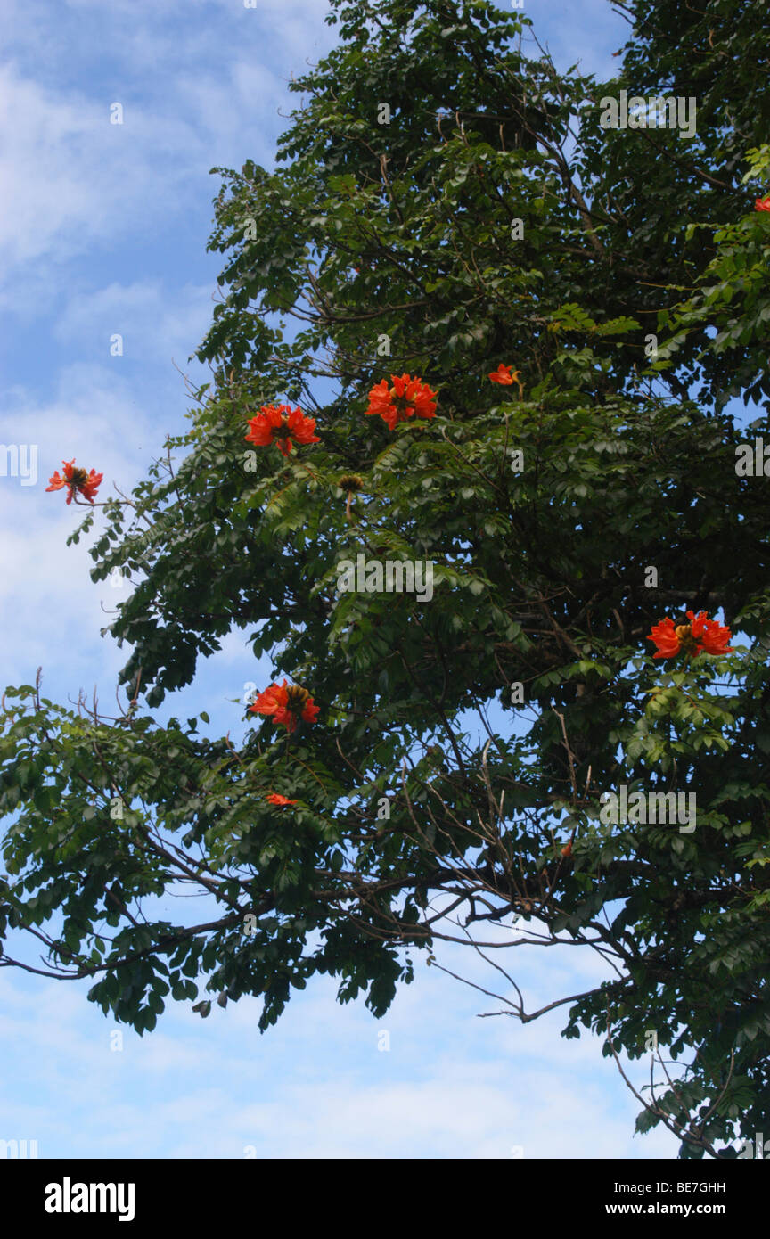 African tulip tree montrant fleurs rouges Banque D'Images