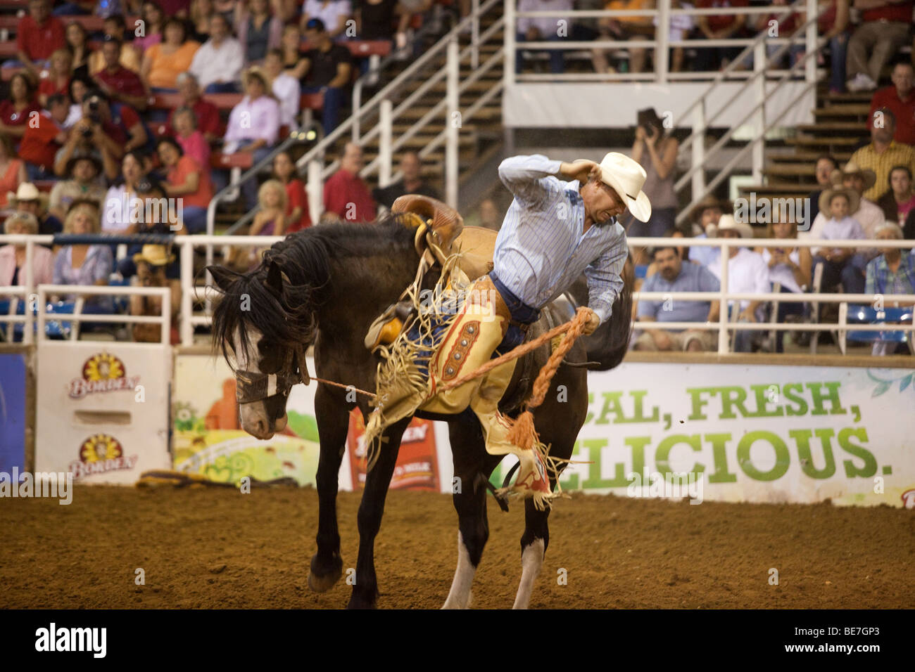 Rodeo Cowboy saddle bronc riding au Mesquite Championship Rodeo, Mesquite, Texas, États-Unis Banque D'Images