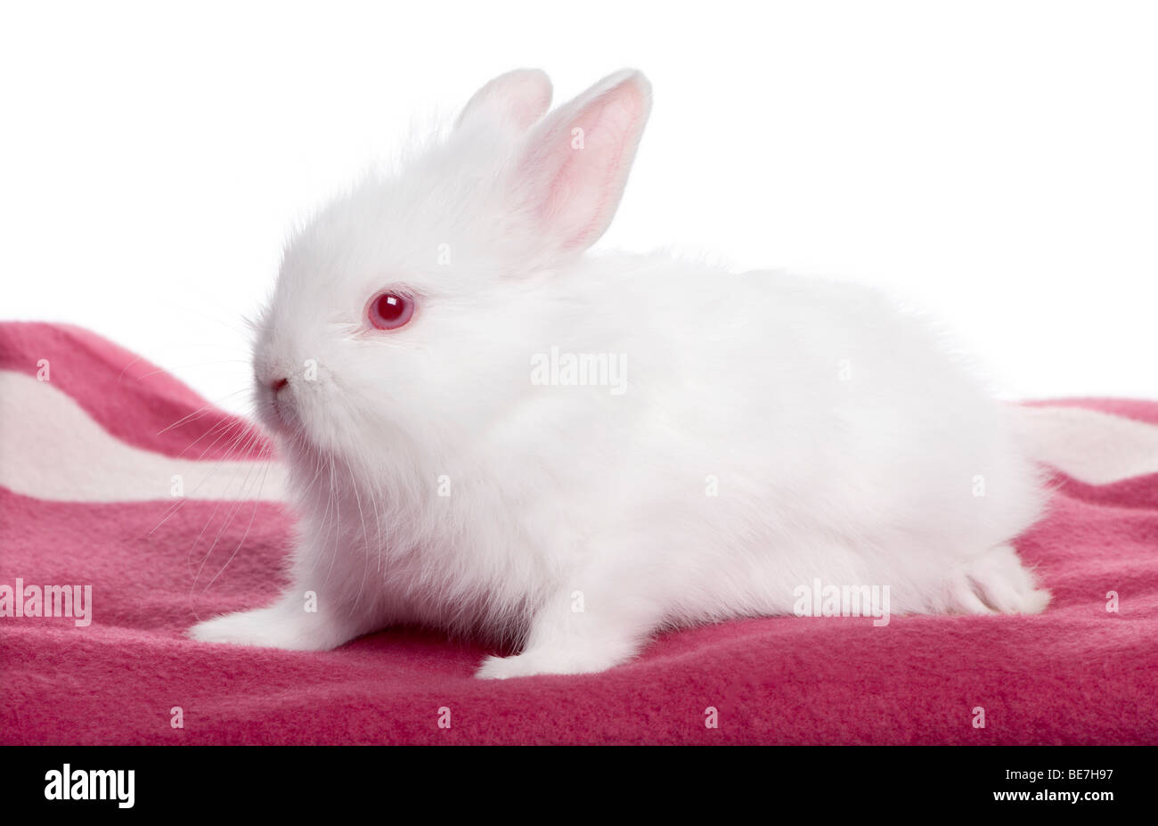 Bébé lapin brun, 5 semaines devant un fond blanc, studio shot Banque D'Images