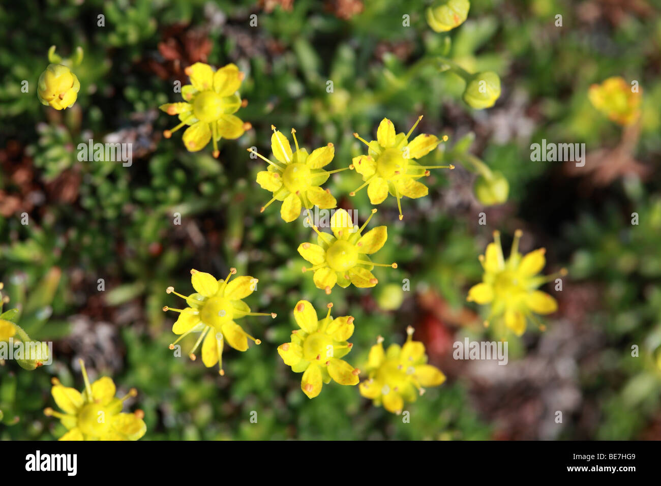 La flore arctique jaune Banque D'Images