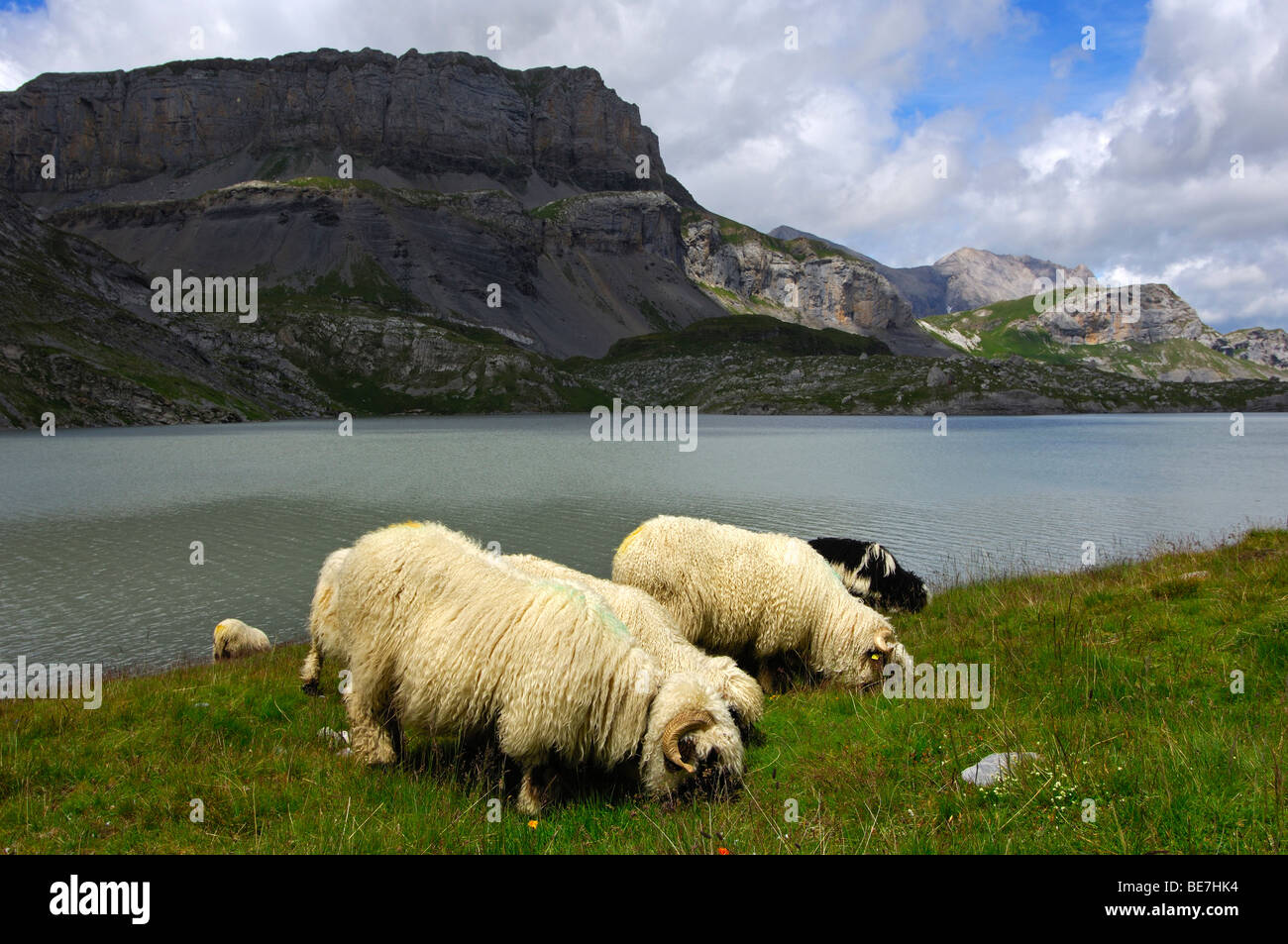 Naseux noir des moutons paissant sur un alpage le long de la rive d'un lac de montagne dans les Alpes Pennines, Valais, Suisse Banque D'Images