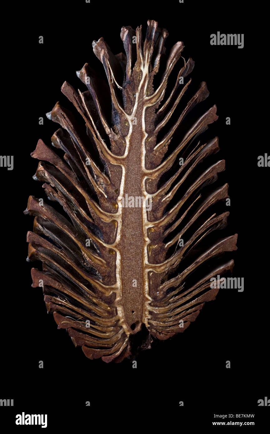 La section longitudinale d'un sapin pin maritime Pinus pinaster (cône). Coupe longitudinale d'une pomme de pin maritime Banque D'Images
